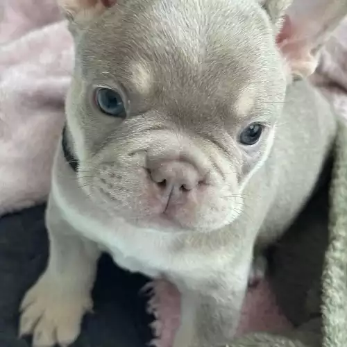 French Bulldog Dog For Sale in West Bromwich, West Midlands