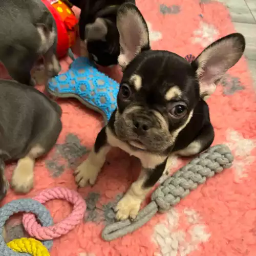 French Bulldog Dog For Sale in Stoke-on-Trent