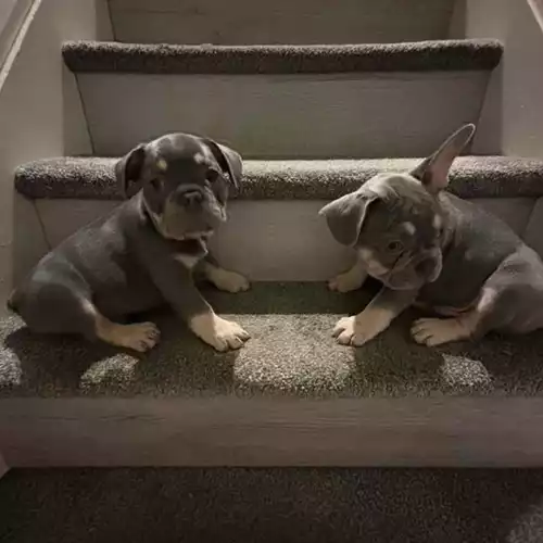 French Bulldog Dog For Sale in Stoke-on-Trent