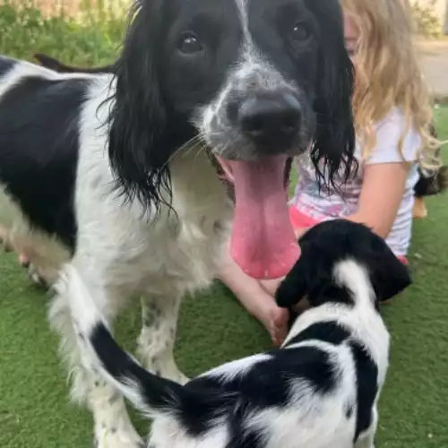 English Springer Spaniel Dog For Sale in Southend-on-Sea, Essex, England