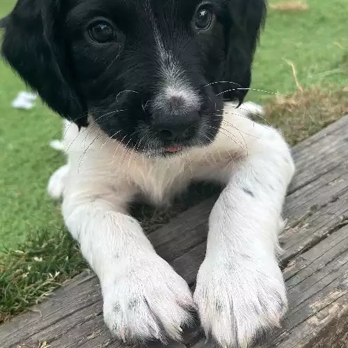 English Springer Spaniel Dog For Sale in Southend-on-Sea, Essex, England