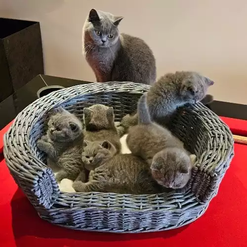 British Shorthair Cat For Sale in Weston-Super-Mare, Somerset