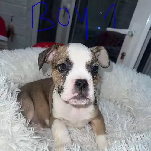 Staffordshire Bull Terrier Dog For Sale in Blackburn, Lancashire