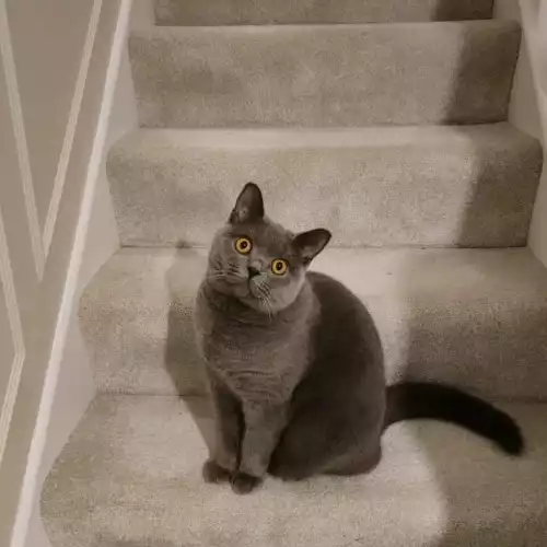 British Shorthair Cat For Adoption in London