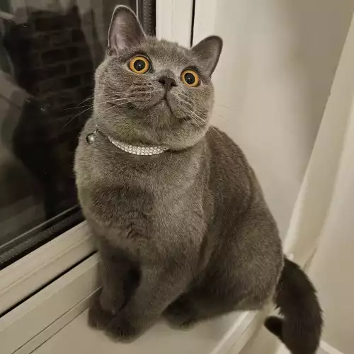 British Shorthair Cat For Adoption in London