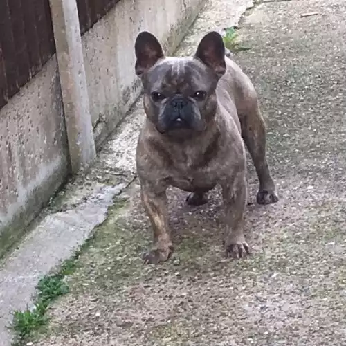 French Bulldog Dog For Stud in Nottingham