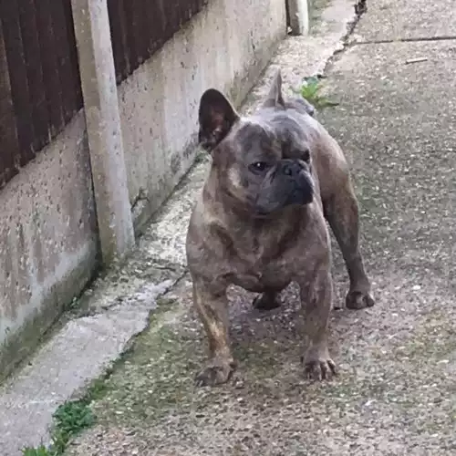 French Bulldog Dog For Stud in Nottingham