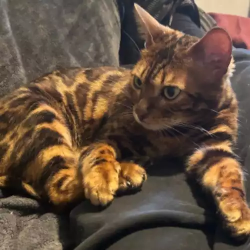 Bengal Cat For Adoption in London, Greater London, England