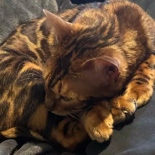 Bengal Cat For Adoption in London, Greater London, England