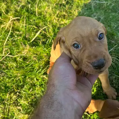 Hungarian Vizsla Dog For Sale in Glencoe, Inverness, Scotland