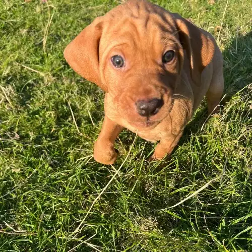 Hungarian Vizsla Dog For Sale in Glencoe, Inverness, Scotland