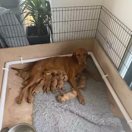 Hungarian Vizsla Dog For Sale in Glencoe, Inverness, Scotland