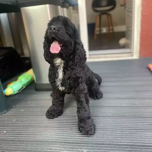 American Cocker Spaniel Dog For Stud in Bishop Auckland, Durham