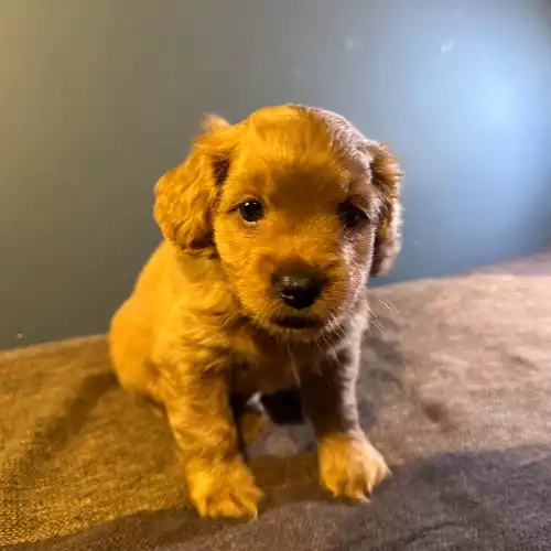 Maltipoo Dog For Sale in London