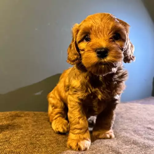 Maltipoo Dog For Sale in London