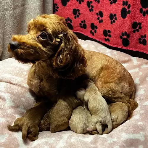 Maltipoo Dog For Sale in London