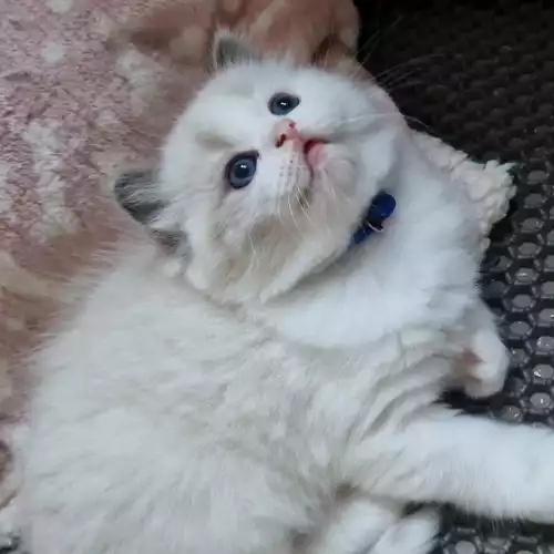 Ragdoll Cat For Sale in Colchester, Essex, England