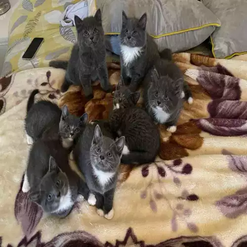 Russian Blue Cat For Sale in West Hendon