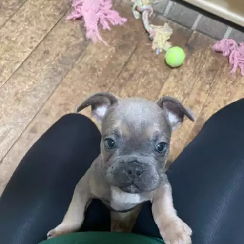 French Bulldog Dog For Sale in Swansea / Abertawe