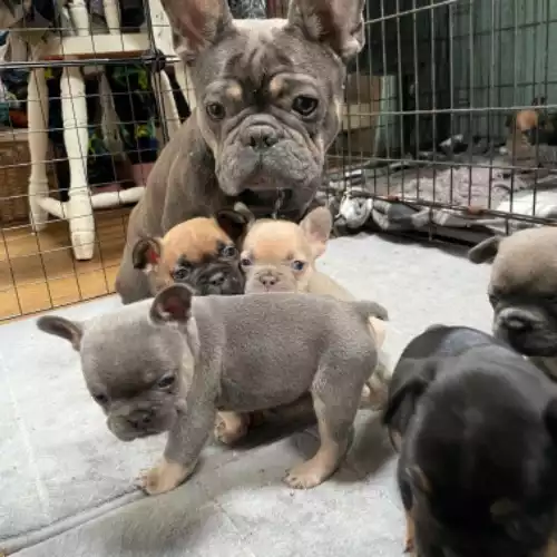 French Bulldog Dog For Sale in Swansea / Abertawe