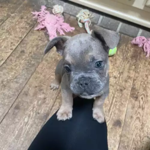 French Bulldog Dog For Sale in Swansea / Abertawe