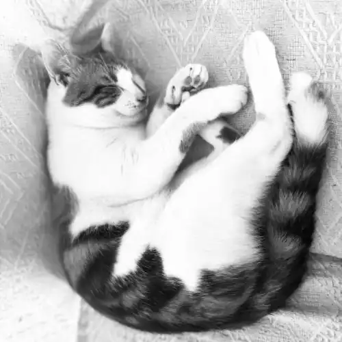 Domestic Shorthair Cat For Adoption in London, Greater London, England