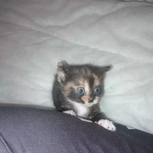 Domestic Shorthair Cat For Sale in Liverpool