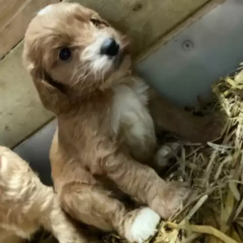 Cockapoo Dog For Sale in Liverpool, Merseyside, England