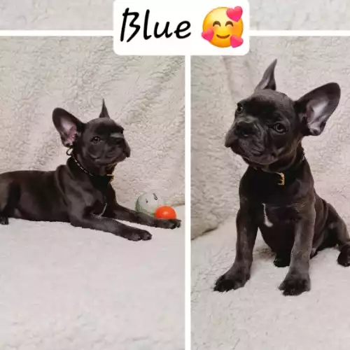 French Bulldog Dog For Sale in St Mary Cray, Greater London, England