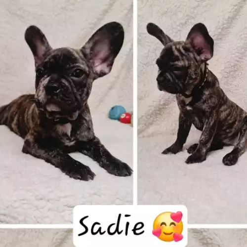 French Bulldog Dog For Sale in St Mary Cray, Greater London, England