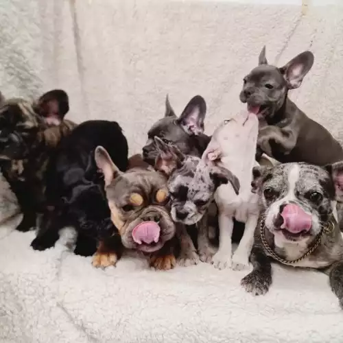 French Bulldog Dog For Sale in St Mary Cray, Greater London, England