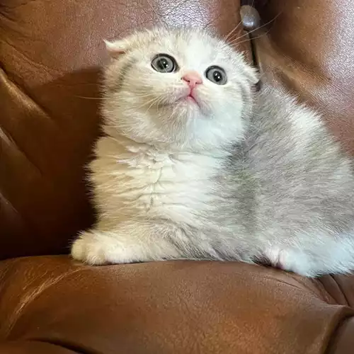 Scottish Fold Cat For Sale in Birmingham