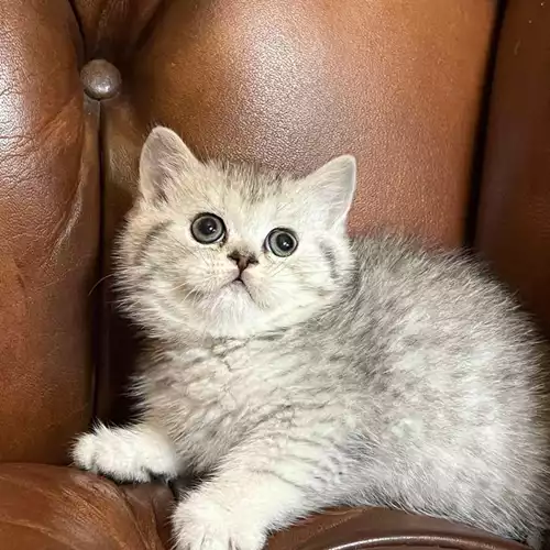 Scottish Fold Cat For Sale in Birmingham