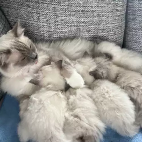 Ragdoll Cat For Sale in Solihull, West Midlands, England