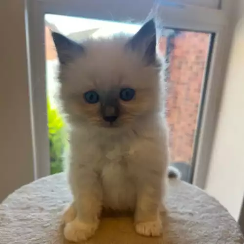 Ragdoll Cat For Sale in Solihull, West Midlands, England