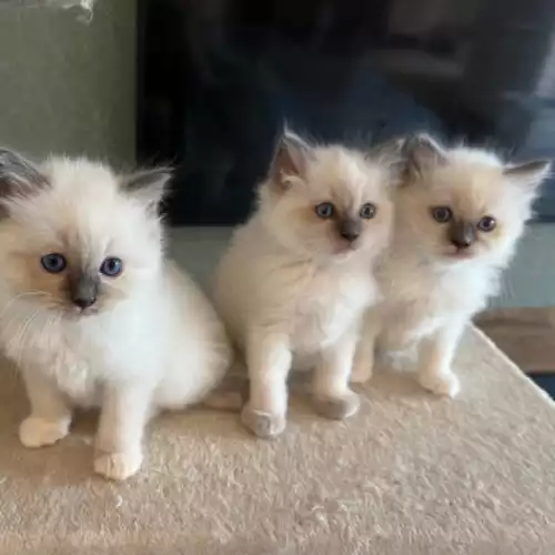 Ragdoll Cat For Sale in Solihull, West Midlands, England