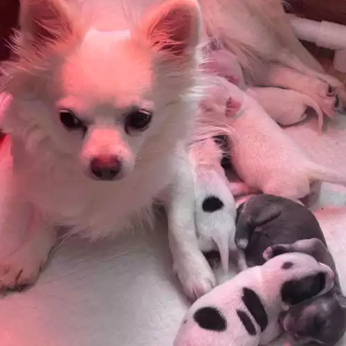 Chihuahua Dog For Sale in Torquay