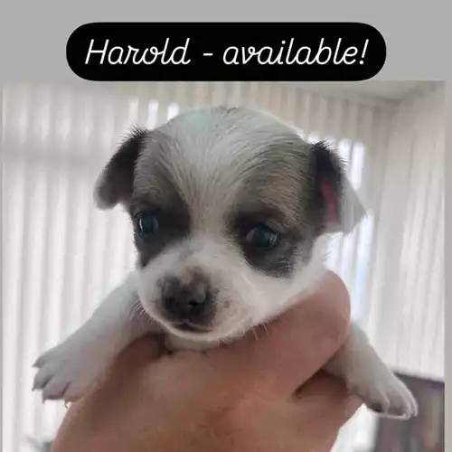 Chihuahua Dog For Sale in Torquay