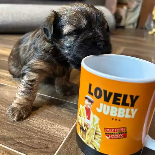 Yorkshire Terrier Dog For Sale in Rye Harbour, East Sussex