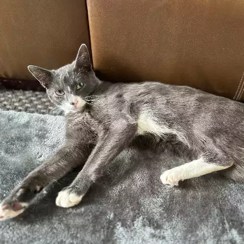 American Shorthair Cat For Sale in Oldham, Greater Manchester