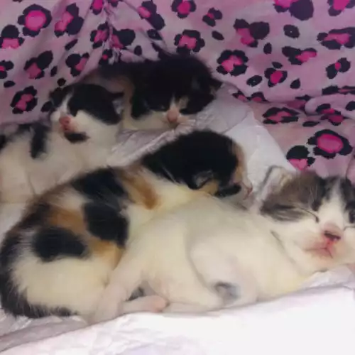 American Shorthair Cat For Sale in Oldham, Greater Manchester