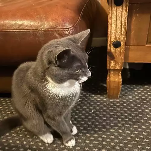 American Shorthair Cat For Sale in Oldham, Greater Manchester