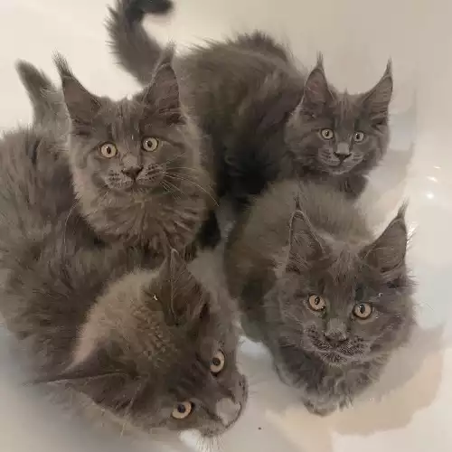 Maine Coon Cat For Sale in Barkingside, Greater London