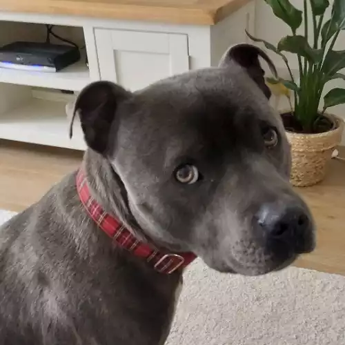 Staffordshire Bull Terrier Dog For Adoption in Holyhead / Caergybi, Gwynedd, Wales