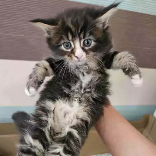 Maine Coon Cat For Sale in Basildon, Essex