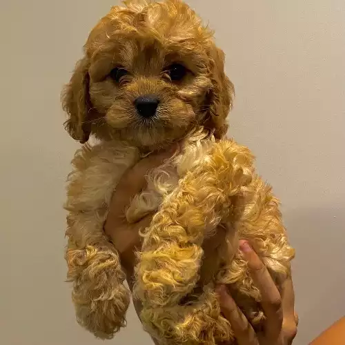 Cavapoo Dog For Sale in Wolverhampton