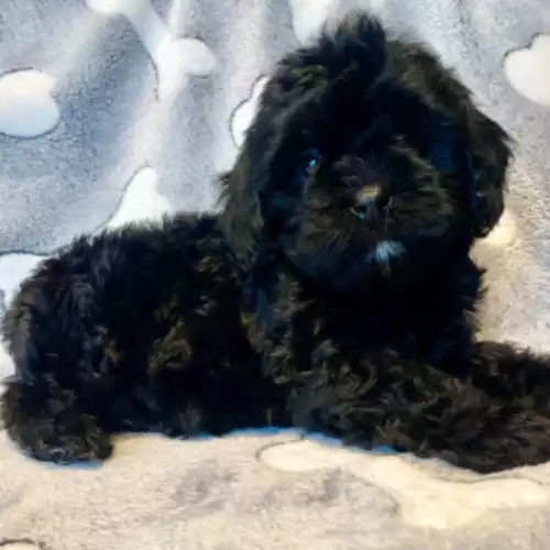 Cavapoo Dog For Sale in Wolverhampton