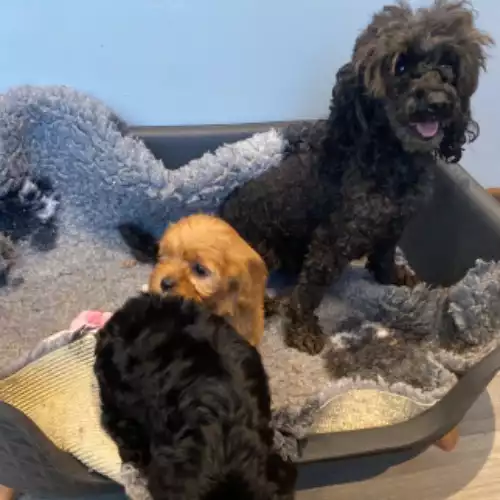 Cavapoo Dog For Sale in Wolverhampton