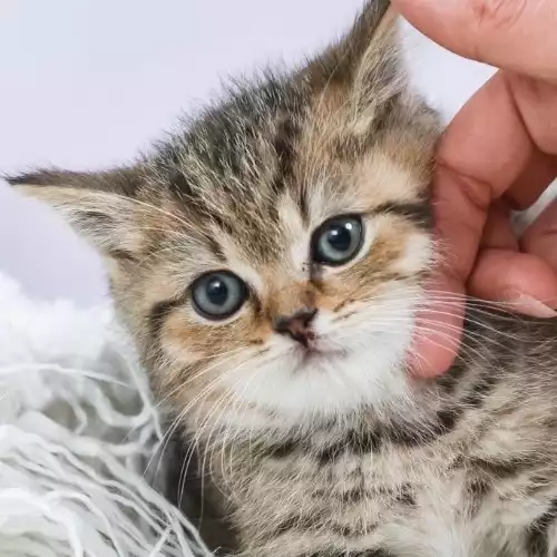 British Shorthair Cat For Sale in Maidstone, Kent