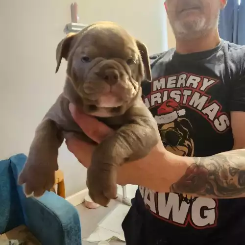 English Bulldog Dog For Sale in Dundee